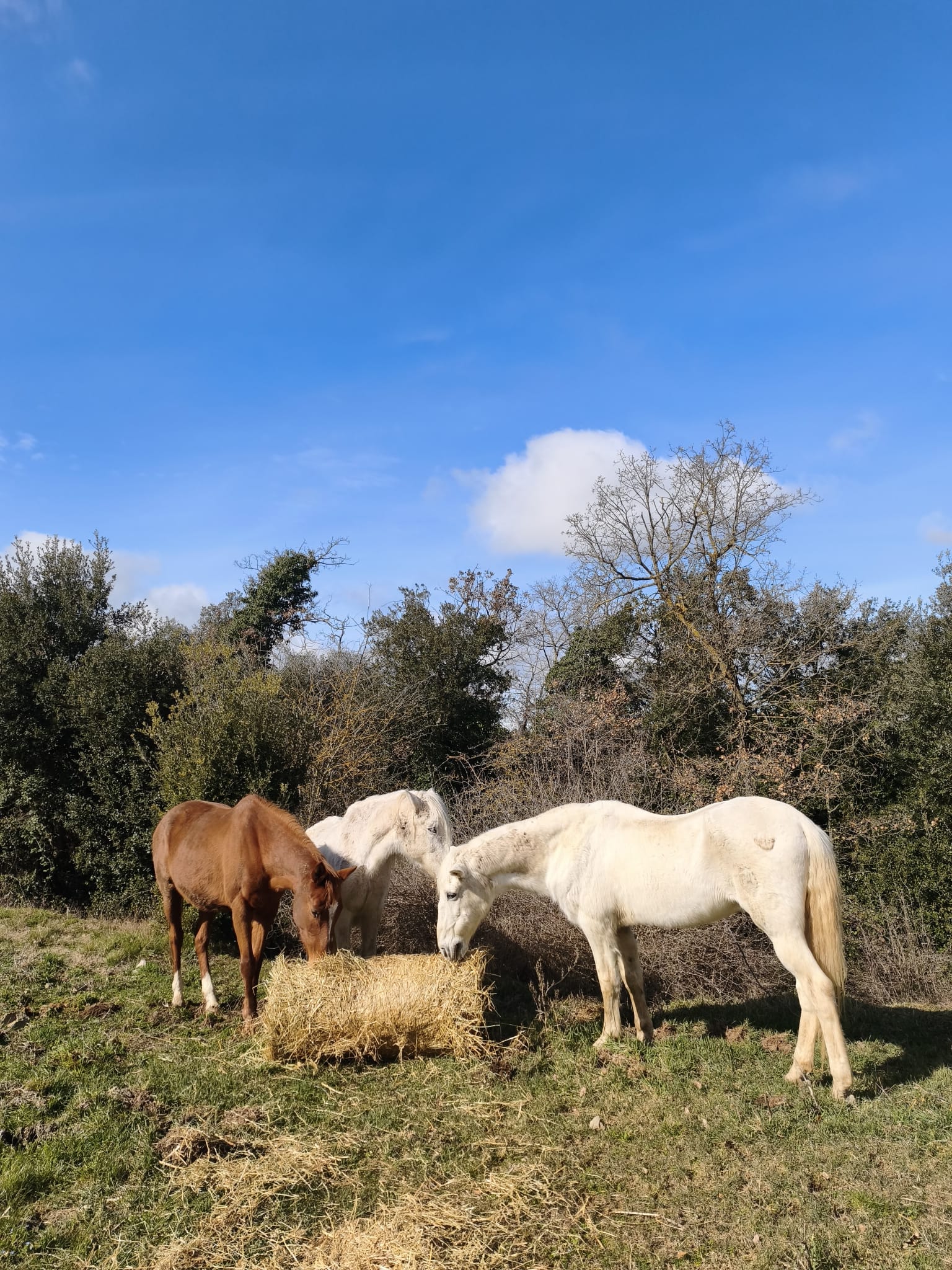 caballos-pupilaje-manada-barcelona.jpeg
