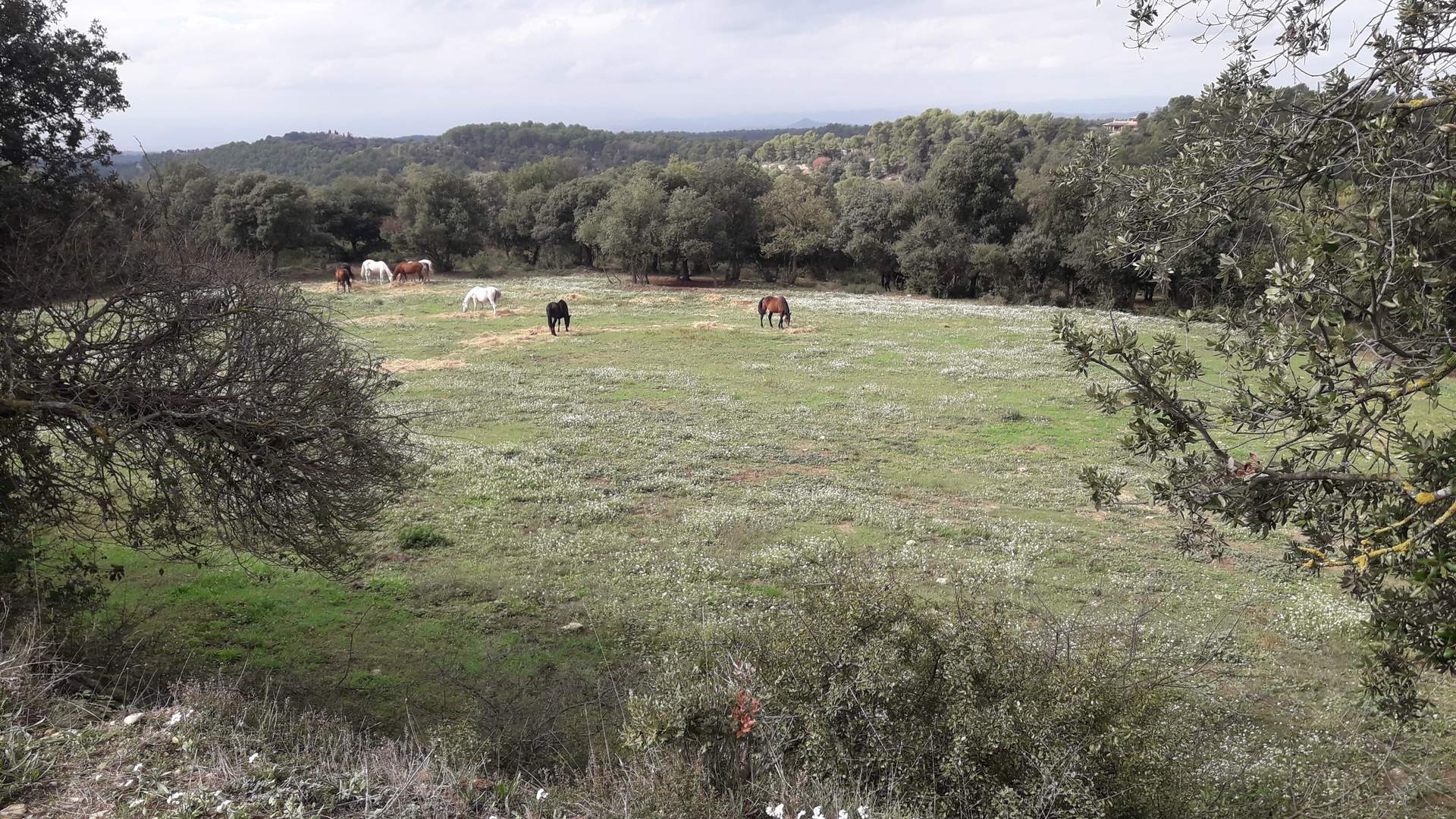 camp_abaix.jpg